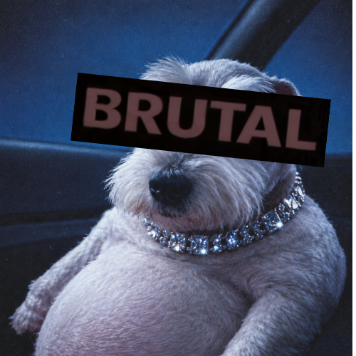 Chubby white dog in a diamond collar sitting in a car, eyes covered by a black bar that reads BRUTAL